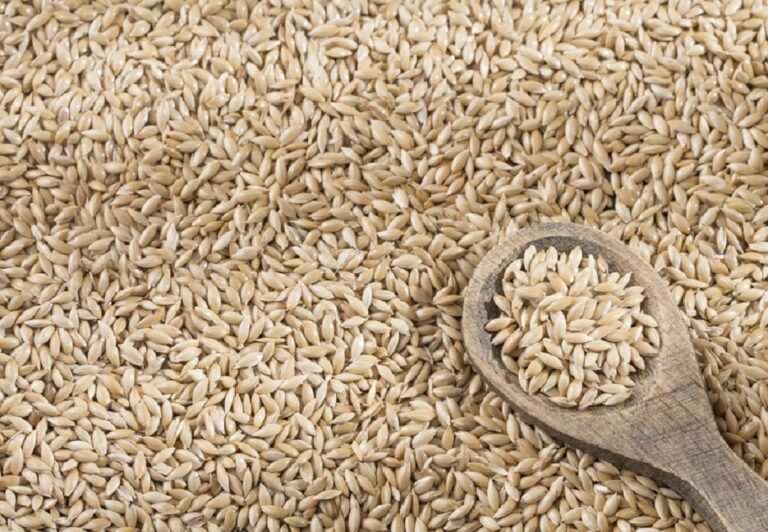 The Surprising Truth About Canary Seed Protein