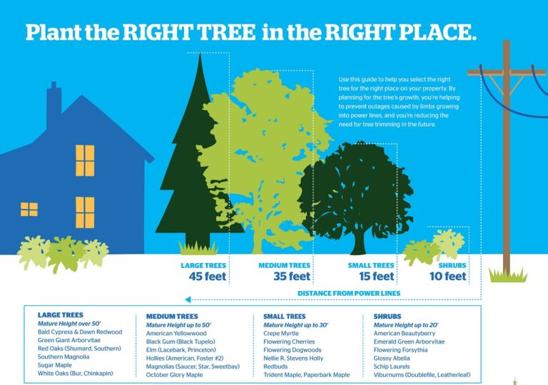 How to Choose the Right Tree for Your Yard: Expert Tips Revealed