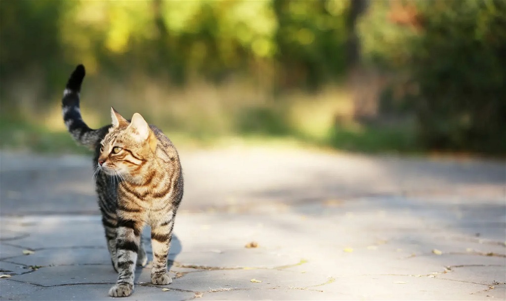 Training Your Outdoor Cat to Stay Home